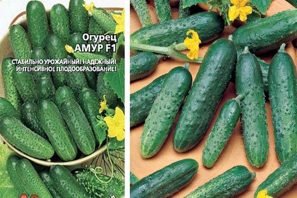 เมล็ดแตงกวา