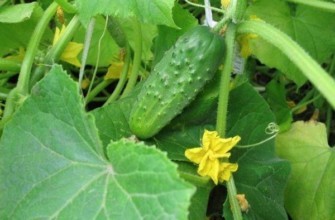 การปลูกแตงกวา