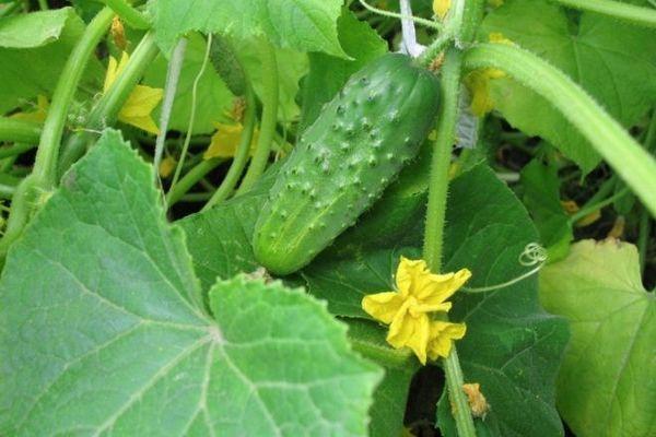 การปลูกแตงกวา