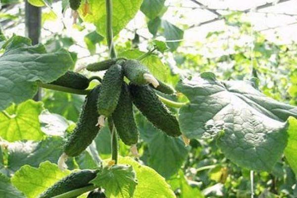 การปลูกแตงกวา