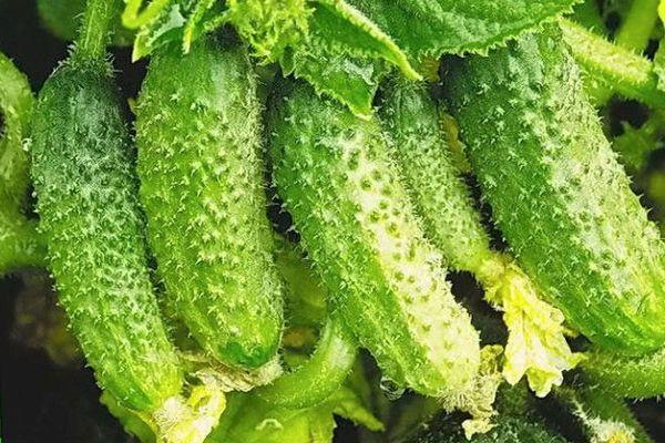 ผลแตงกวา