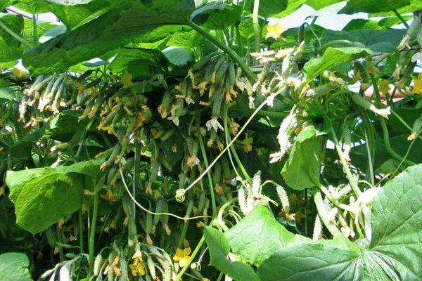 การปลูกแตงกวา