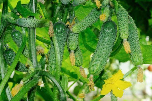 แตงกวาออกดอก