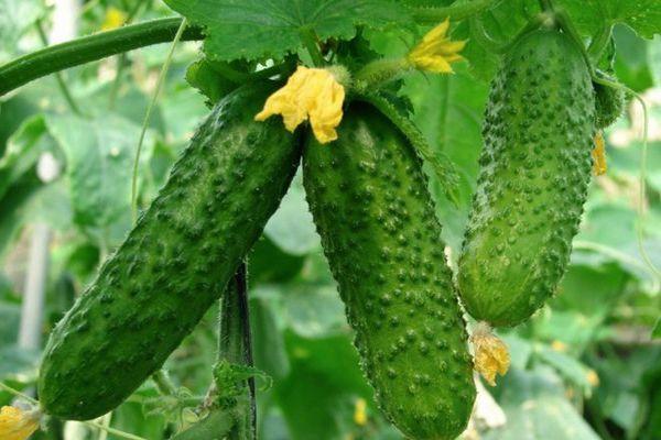 การปลูกแตงกวา