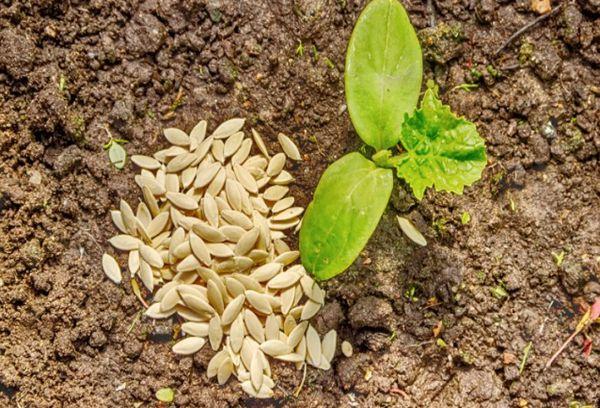 ต้นกล้าและเมล็ด