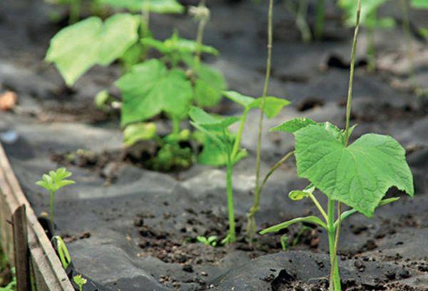 ถั่วงอกแตงกวา