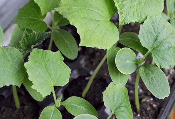 ต้นกล้าแตงกวา