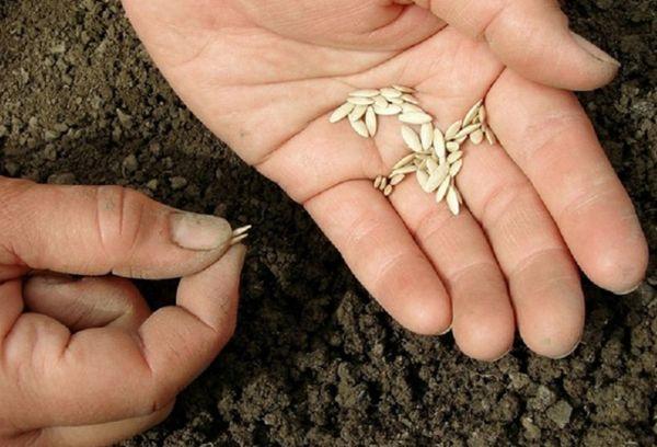 การหว่านเมล็ดพันธุ์