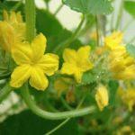 ดอกแตงกวา