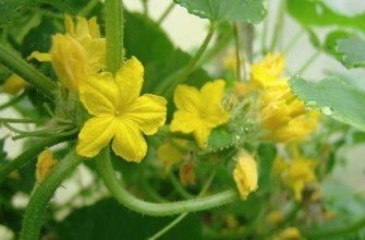 ดอกแตงกวา