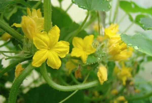 ดอกแตงกวา