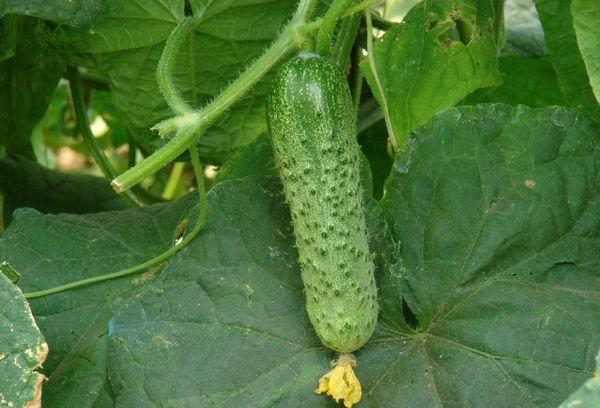 แตงกวาสุก