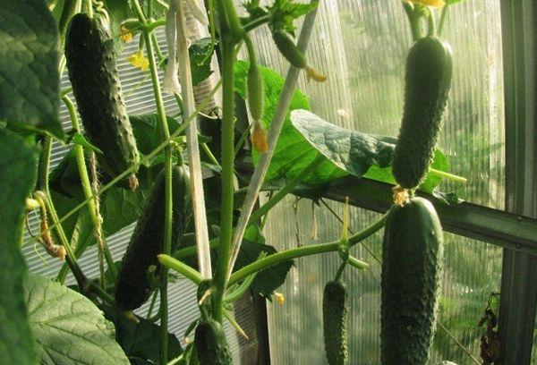 การปลูกแตงกวา