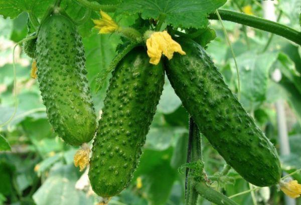 แตงกวาสุก