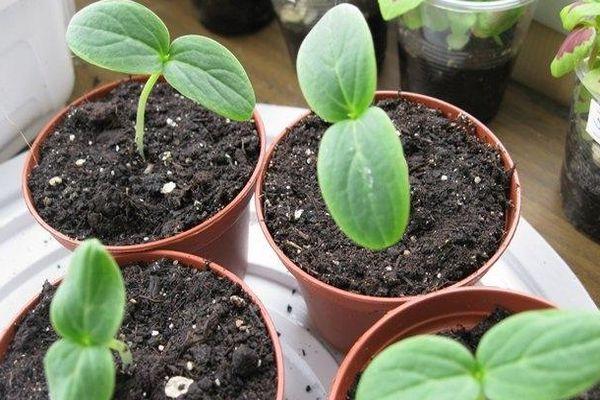 ถั่วงอกในกระถาง