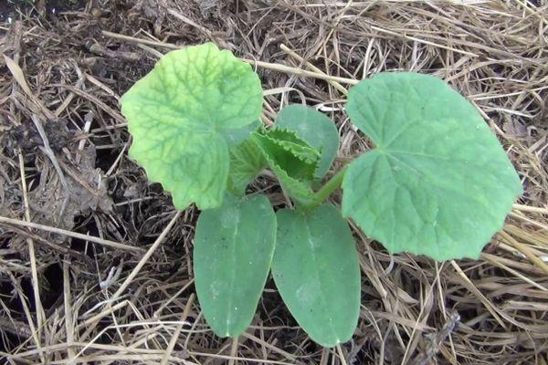 แตงกวางอก