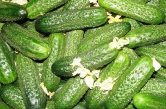 การเก็บเกี่ยวแตงกวา