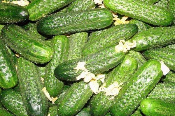 การเก็บเกี่ยวแตงกวา