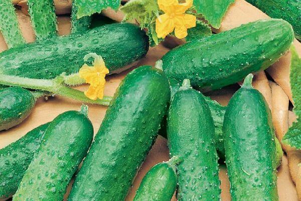 แตงกวาสุก