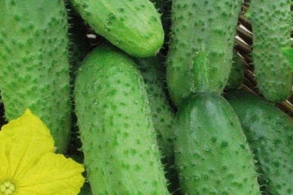 แตงกวาสุก