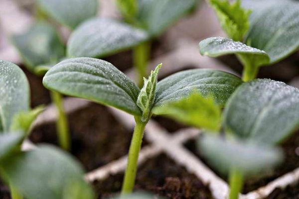 ถั่วงอกแตงกวา