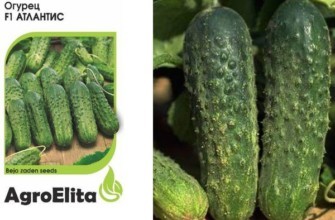 เมล็ดแตงกวา