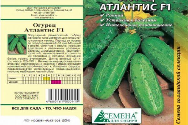 ลักษณะของแตงกวา