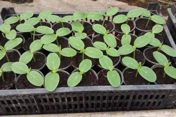 ต้นกล้าแตงกวา