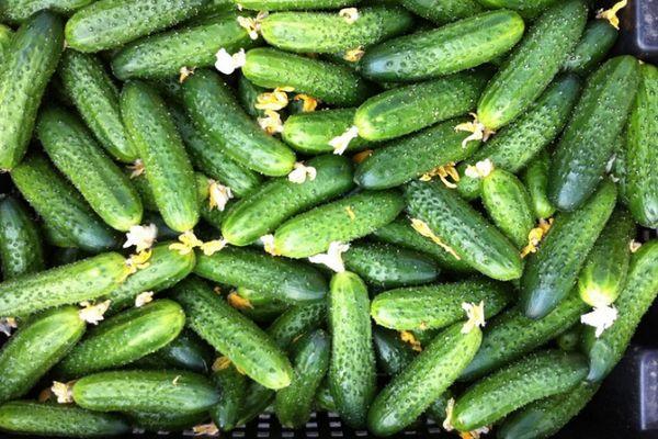 แตงกวาผสมเกสรโดยผึ้ง