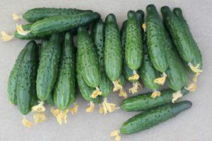 Description du concombre Athlète et culture de l'hybride