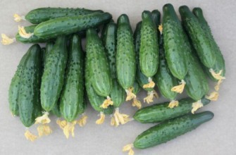 แตงกวาผสมเกสรโดยผึ้ง