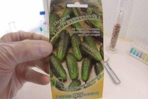 คำอธิบายพันธุ์แตงกวา Babushkin Vnuchok F1 การเพาะปลูกและการควบคุมศัตรูพืช