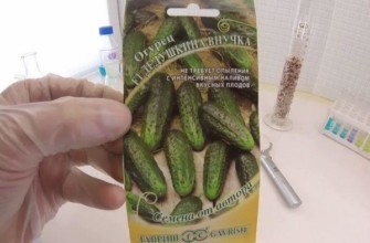 เมล็ดแตงกวา