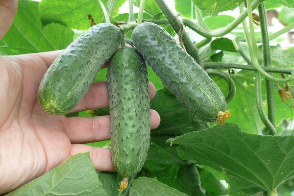 แตงกวาในสวน