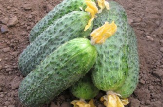 แตงกวาสุก