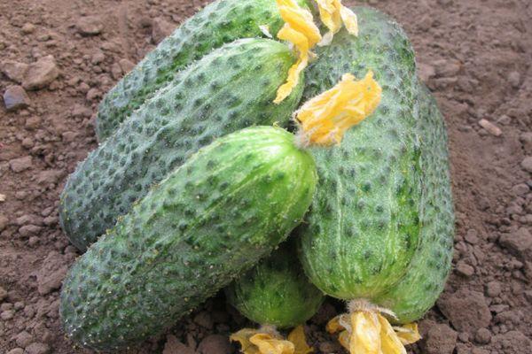 แตงกวาสุก