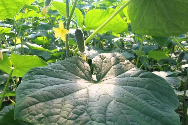 แตงกวาในสวน