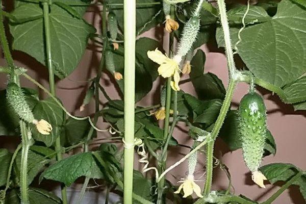 การปลูกแตงกวา