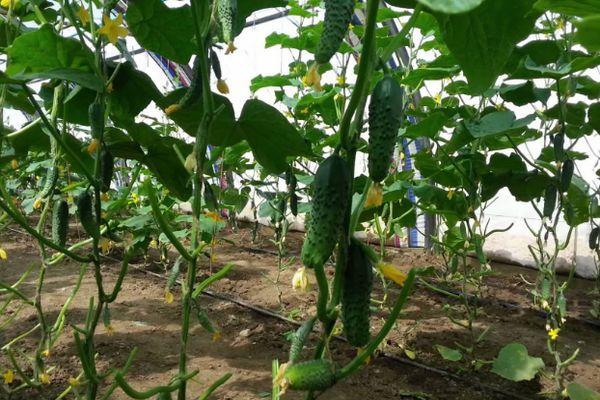 การปลูกแตงกวา