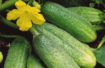 แตงกวาสุก