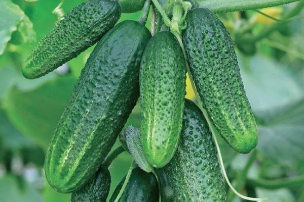 แปรงกับแตงกวา