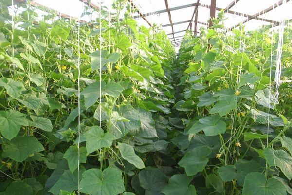 การปลูกแตงกวา