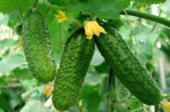 การปลูกแตงกวา