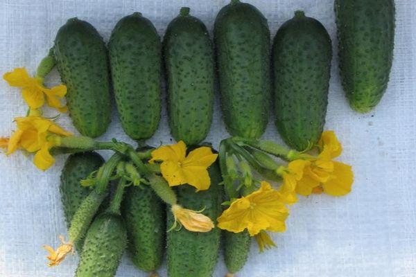 แตงกวาที่มีดอกไม้