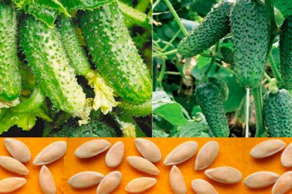 Graines et concombres