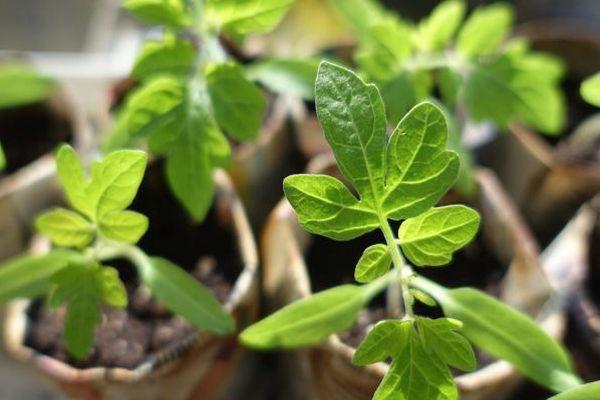 Pousses de concombre