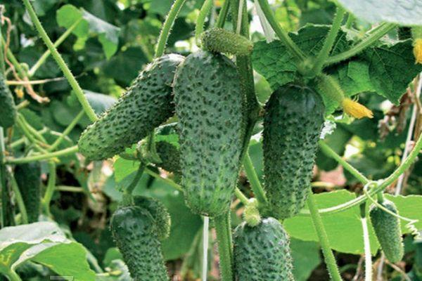 Cultiver des concombres