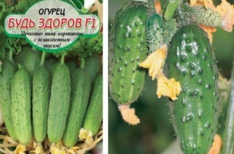 ลักษณะของแตงกวา