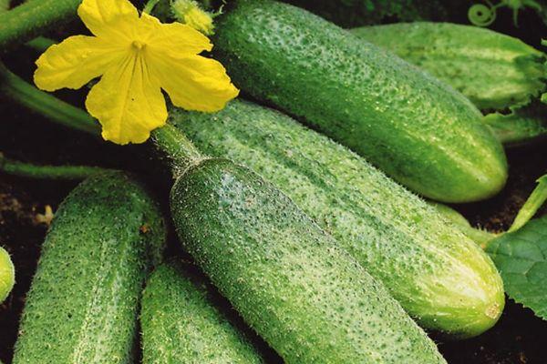 แตงกวาสุก