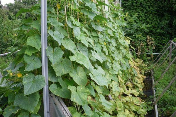 โครงตาข่ายสำหรับปลูกแตงกวา